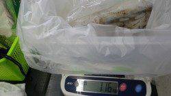 すさみ　ヤエンでアオリイカの1.16kg