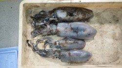 見草のブリマ磯で940gまでのアオリイカをヤエンで♪