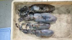 見草のブリマ磯で940gまでのアオリイカを…