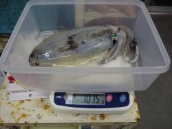 串本港のエギングでキロUPのアオリイカ！