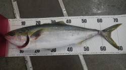 天神崎にてルアーでメジロ74cm