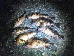 雑賀崎周辺をランガン〜ルアーでガシラ・メバル