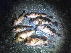 雑賀崎周辺をランガン〜ルアーでガシラ・メバ…