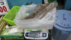 すさみ地磯でヤエンでアオリイカ〜2.2kg合計８杯