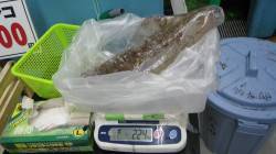 すさみ地磯でヤエンでアオリイカ〜2.2kg…