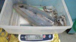 見老津でのヤエンでアオリイカ～１．４㌔までを３杯！