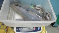 見老津でのヤエンでアオリイカ～１．４㌔まで…