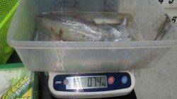 白浜・見草堤防にてヤエン・活アジでのアオリ釣果