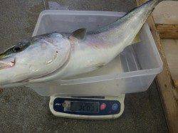 アジの泳がせ釣りで3.2kgのメジロ！芳養漁港