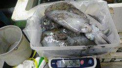 椿地磯でヤエン釣り〜2240ｇなど良型アオリ出てます