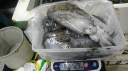 椿地磯でヤエン釣り〜2240ｇなど良型アオ…