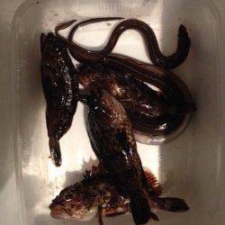 北公園でタケノコメバル・ガシラ・アナゴ