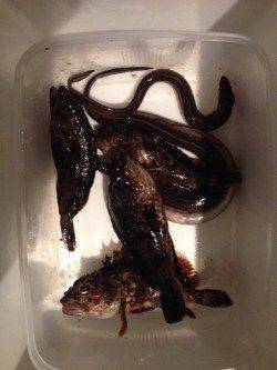 北公園でタケノコメバル・ガシラ・アナゴ