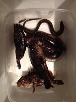 北公園でタケノコメバル・ガシラ・アナゴ