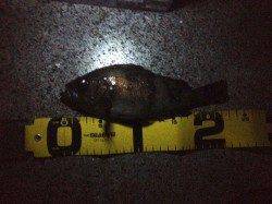 大蔵海岸、捨て石まわりのシャローでメバリング