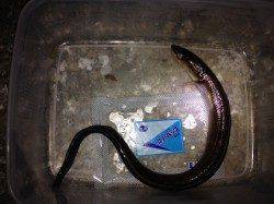 林崎漁港でメバリング&チョイ投げ