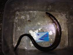 林崎漁港でメバリング&チョイ投げ