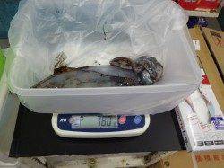 天神崎でアオリイカ、エギングにてゲット！