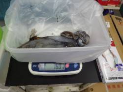 天神崎でアオリイカ、エギングにてゲット！