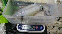 五色浜にてヤエンでアオリ1.40kg&1.05kg、よく走りました！