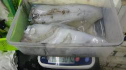 見草でいいサイズのアオリイカ出てます☆