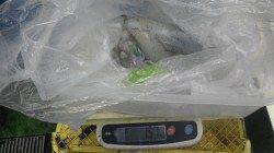 椿の地磯のエギングで1.57kgのアオリイカ