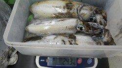 すさみにてウキ泳がせ釣りでアオリ1.05kg頭に3バイ