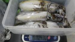 すさみにてウキ泳がせ釣りでアオリ1.05k…