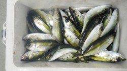 すさみ港でのアジング〜23ｃｍ前後数釣れました