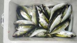 すさみ港でのアジング〜23ｃｍ前後数釣れま…