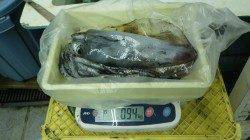 見老津漁港ヤエンでアオリイカの釣果