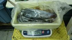 見老津漁港ヤエンでアオリイカの釣果