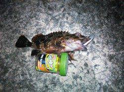 雑賀崎周辺をランガン〜ルアーでガシラ・メバル