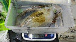 五色浜にてヤエンでアオリ1.40kg&1.05kg、よく走りました！