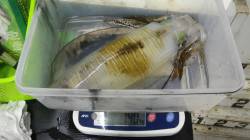 五色浜にてヤエンでアオリ1.40kg&am…