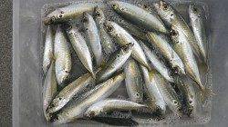 芳養堤防にてサビキ釣り「いっぱい釣れて面白かった♪」