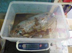 田辺の磯・入道にてアオリイカ900g&1.42kg