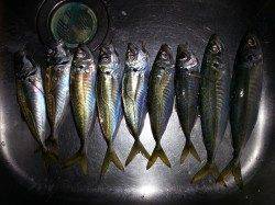 朝マヅメに文里湾にてサビキ、暗いうちからアジのアタリあり