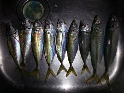 朝マヅメに文里湾にてサビキ、暗いうちからア…