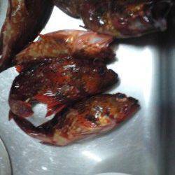 湯崎堤防にてガシラ、アタリ多いです！