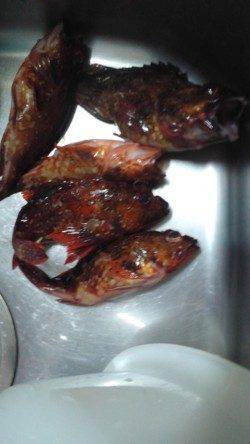 湯崎堤防にてガシラ、アタリ多いです！