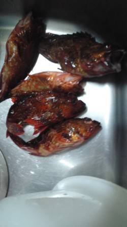 湯崎堤防にてガシラ、アタリ多いです！