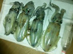 見老津堤防でエギング〜短時間の間にアオリイ…