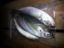 夕まづめの文里湾サビキ状況〜時合短いがよく…