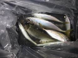 文里湾のサビキ釣り〜釣り人多く皆さん釣れて…