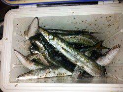 周参見・小泊でデッカマスが釣れています！！