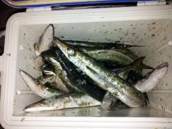 周参見・小泊でデッカマスが釣れています！！…