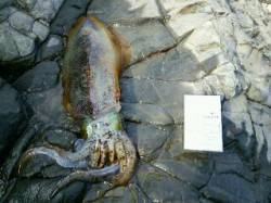 勝浦夏山の磯ヤエンでアオリイカ、いい引きで…