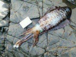 勝浦夏山の磯ヤエンでアオリイカ、いい引きでした!