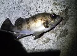 堺灯台側堤防でメバリング